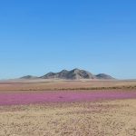 Flower Bloom in World’s Driest Desert For the First Time in 10 Yeas