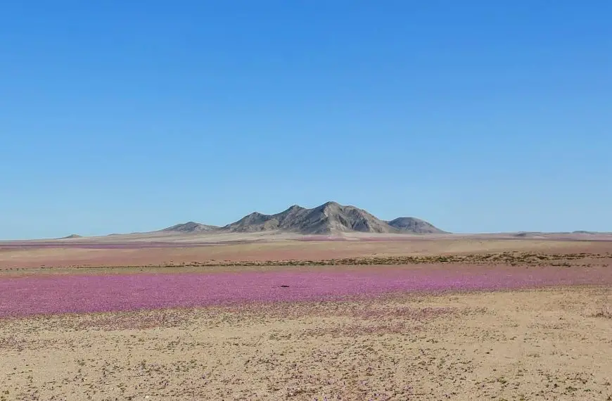 Flower Bloom in World’s Driest Desert For the First Time in 10 Yeas