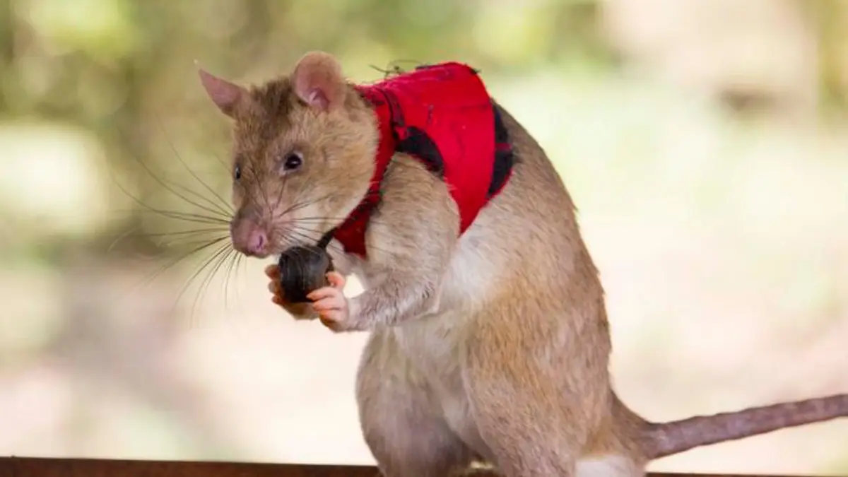 African Giant Rats are Being Trained to Combat…