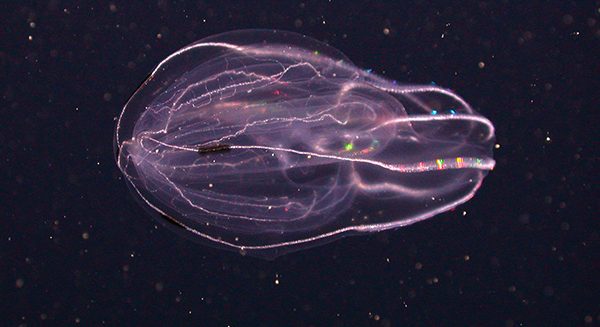 These Mighty Morphin’ Jellyfish Have an Incredible Survival Trick Up Their Sleeves