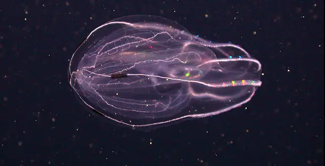 These Mighty Morphin’ Jellyfish Have an Incredible Survival Trick Up Their Sleeves