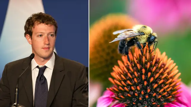 Meta’s Dream of a Nuclear-Powered AI Data Center Gets Ruined by Rare Bees