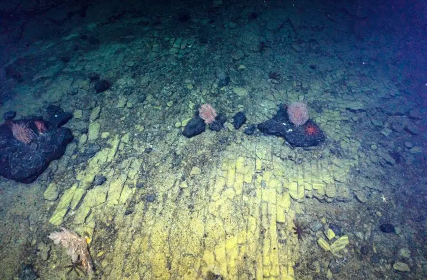 Deep-Sea Scientists Reveal a ‘Yellow Brick Road’ at the Bottom of the Pacific Ocean